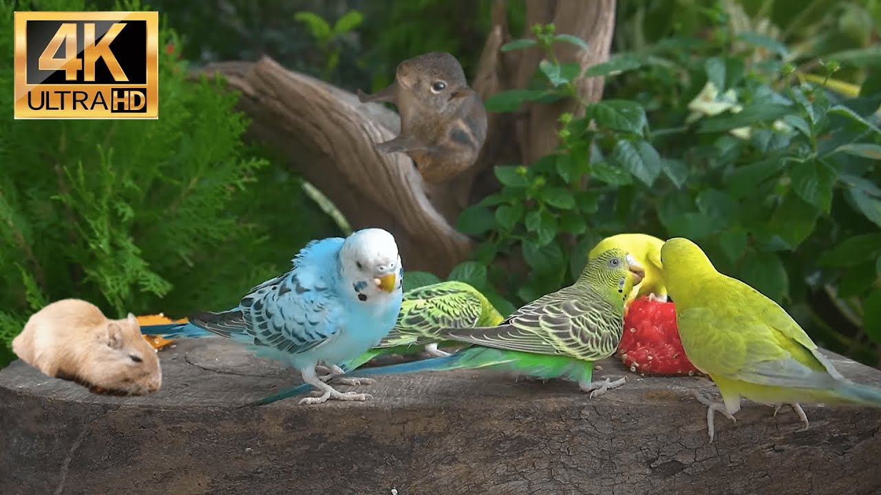 [NO ADS]Cat TV for Cats to Watch 😺 Lovely Summer Birds, Squirrels, Chipmunks 🐿 24 Hours 4K HDR 60FPS