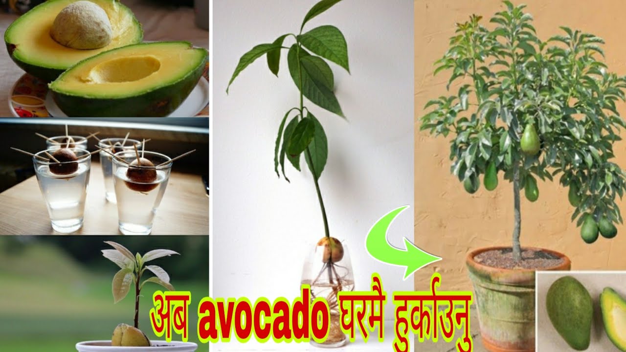 avocado को बिरुवा कसरी घरमा हुर्काउने?|| How to grow avocado tree from seed?