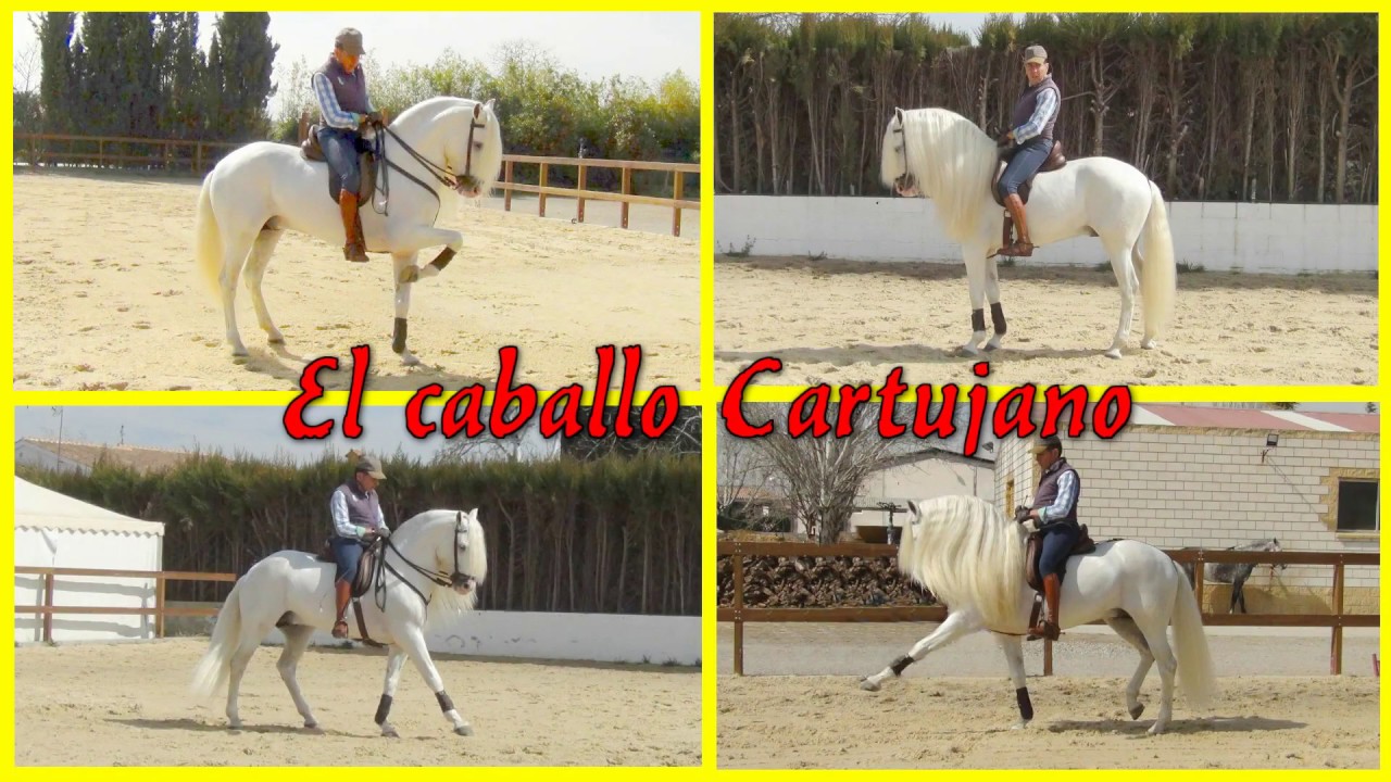 El caballo cartujano. Or&iacute;genes y caracter&iacute;sticas. Carthusian horse.