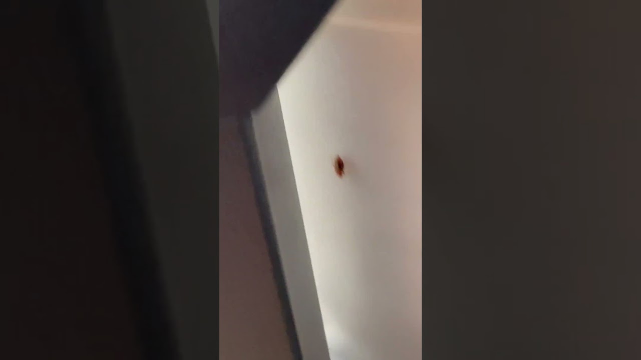 Как выглядит постельный клоп в реальной жизни? #заражениеклопами #клопы #осмотрклопов