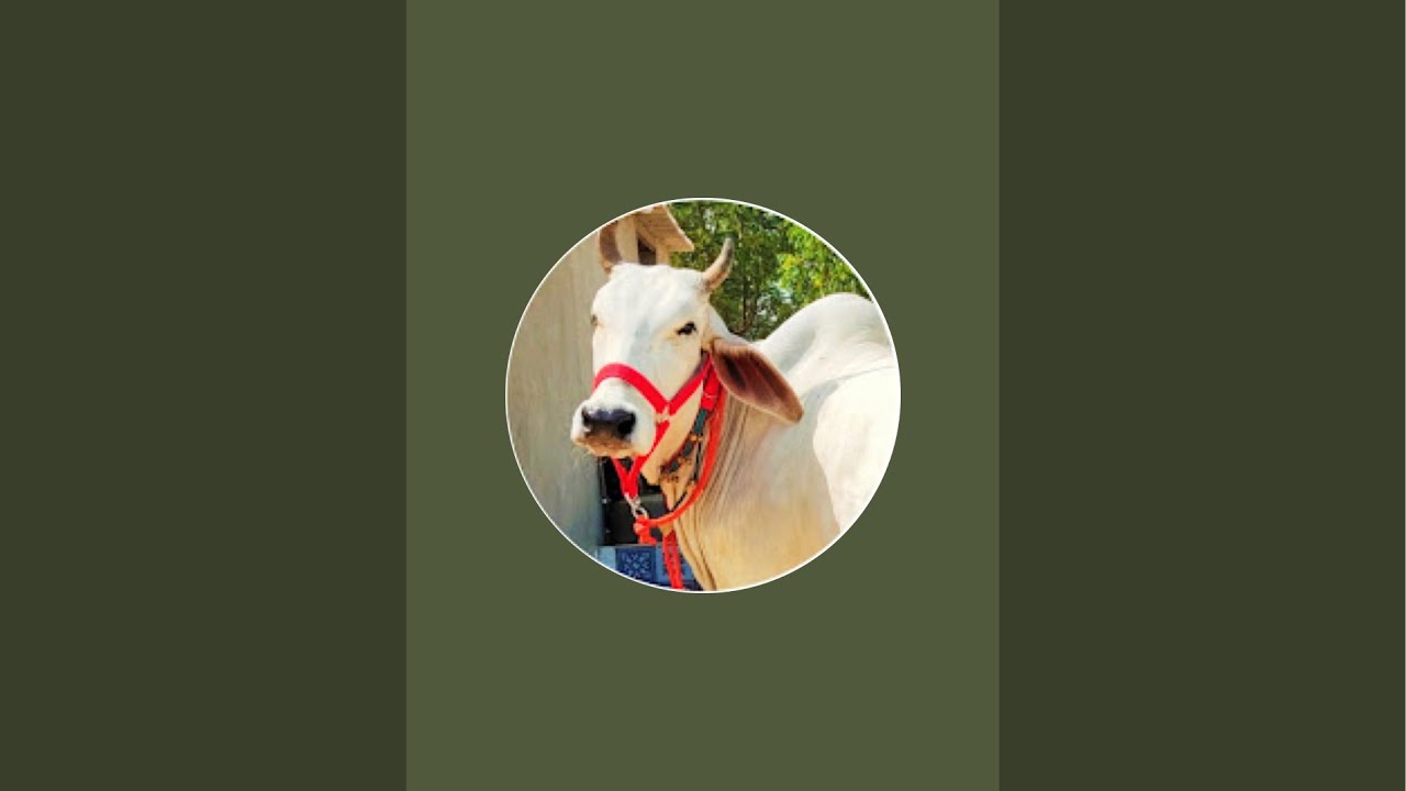 Live milking of Sara D/o SAKSHI