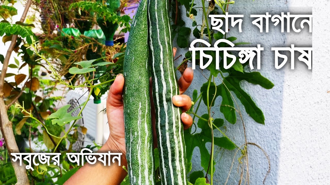ছাদ বাগানে চিচিঙ্গা চাষের সহজ পদ্ধতি | How to grow Snake Gourd at Rooftop Garden | সবুজের অভিযান