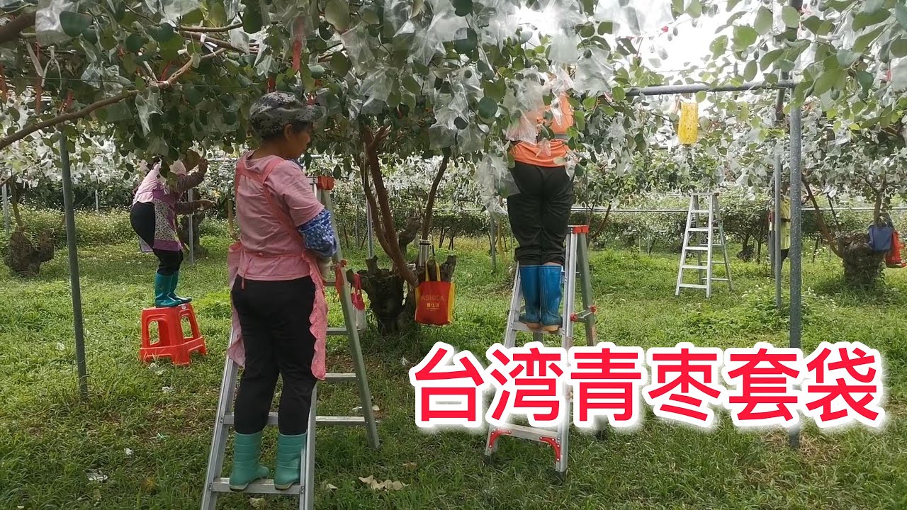 台灣青棗種植管理技術分享：修剪調控花期，11月套袋，滿樹都是果Sharing of green jujube planting and management techniques in Taiwan