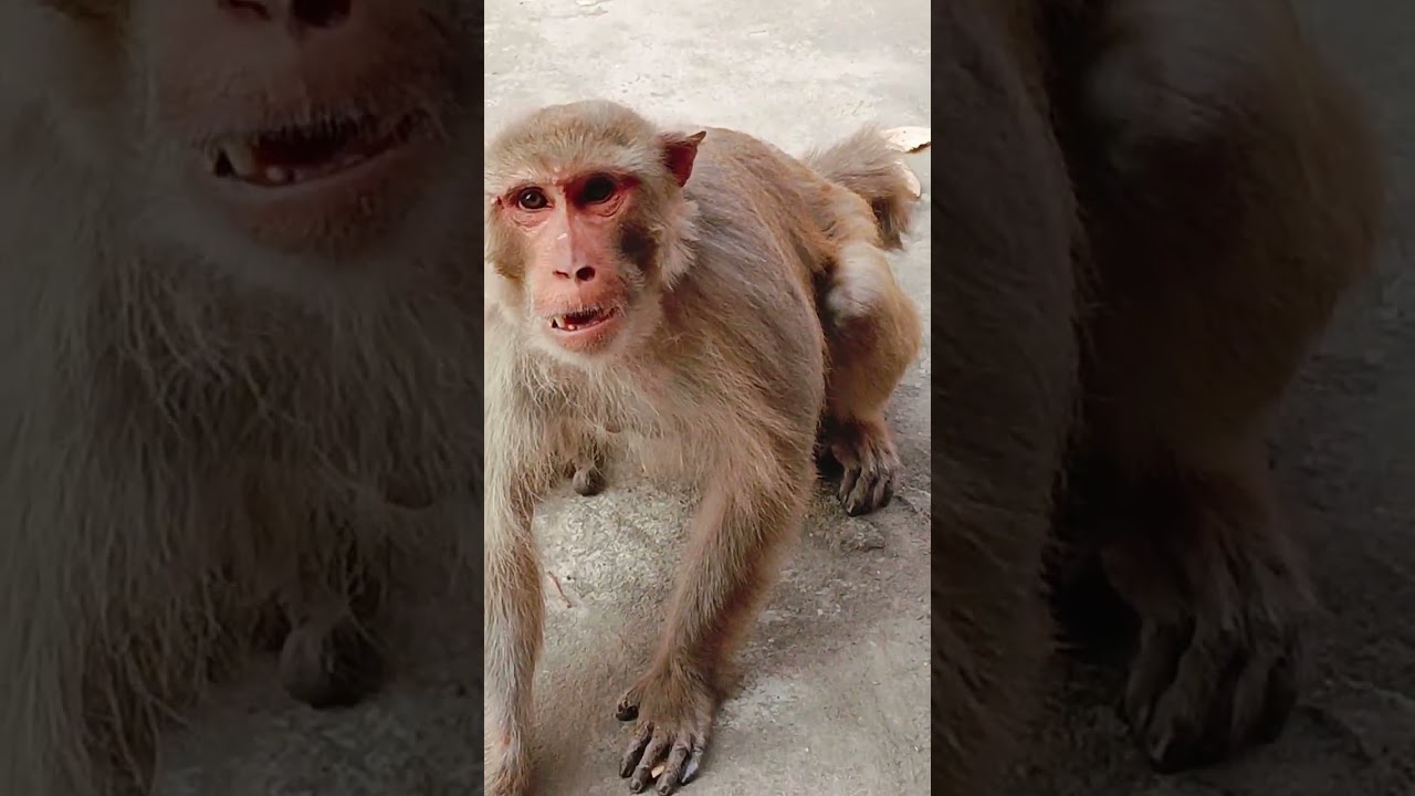 Monkey 🐒 video 