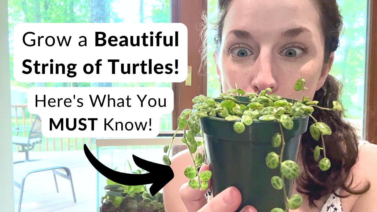 String of Turtles SUCCESS! 🐢⭐️ An easy care guide!