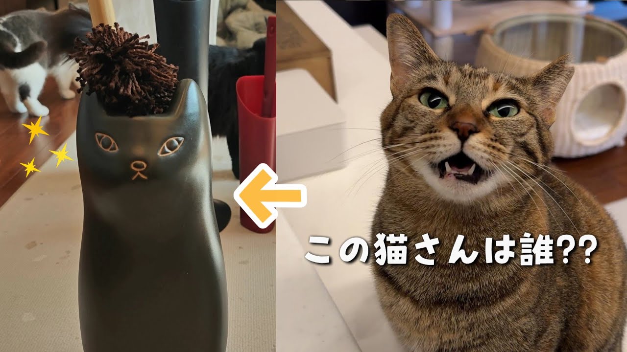 猫と暮らしていても諦めない！部屋を清潔に保てるアイテムはこれ