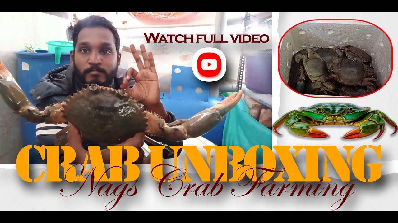 Crab Review Before Farming | Quality Check & Buyer Tips | Crab Unboxing | How to Identify Live Crabs