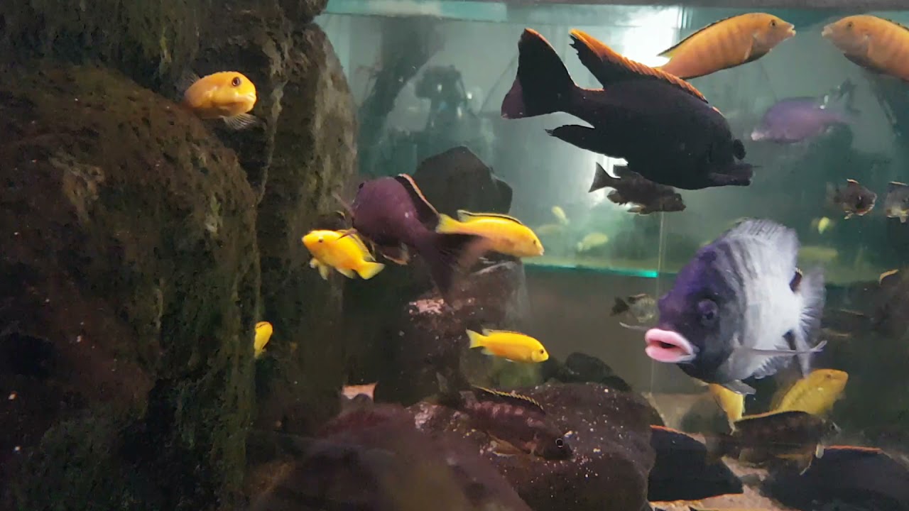 Gonitwy, walki, inkubacja, czyli akwarium pełne Labidochromis Caeruleus Yellow
