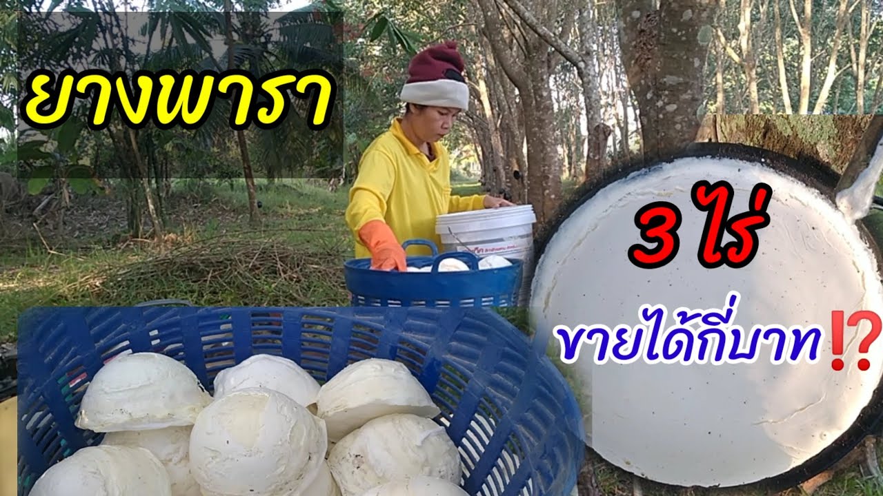 ยางพารา 3 ไร่ ขายก้อนยางได้กี่บาท @tree07