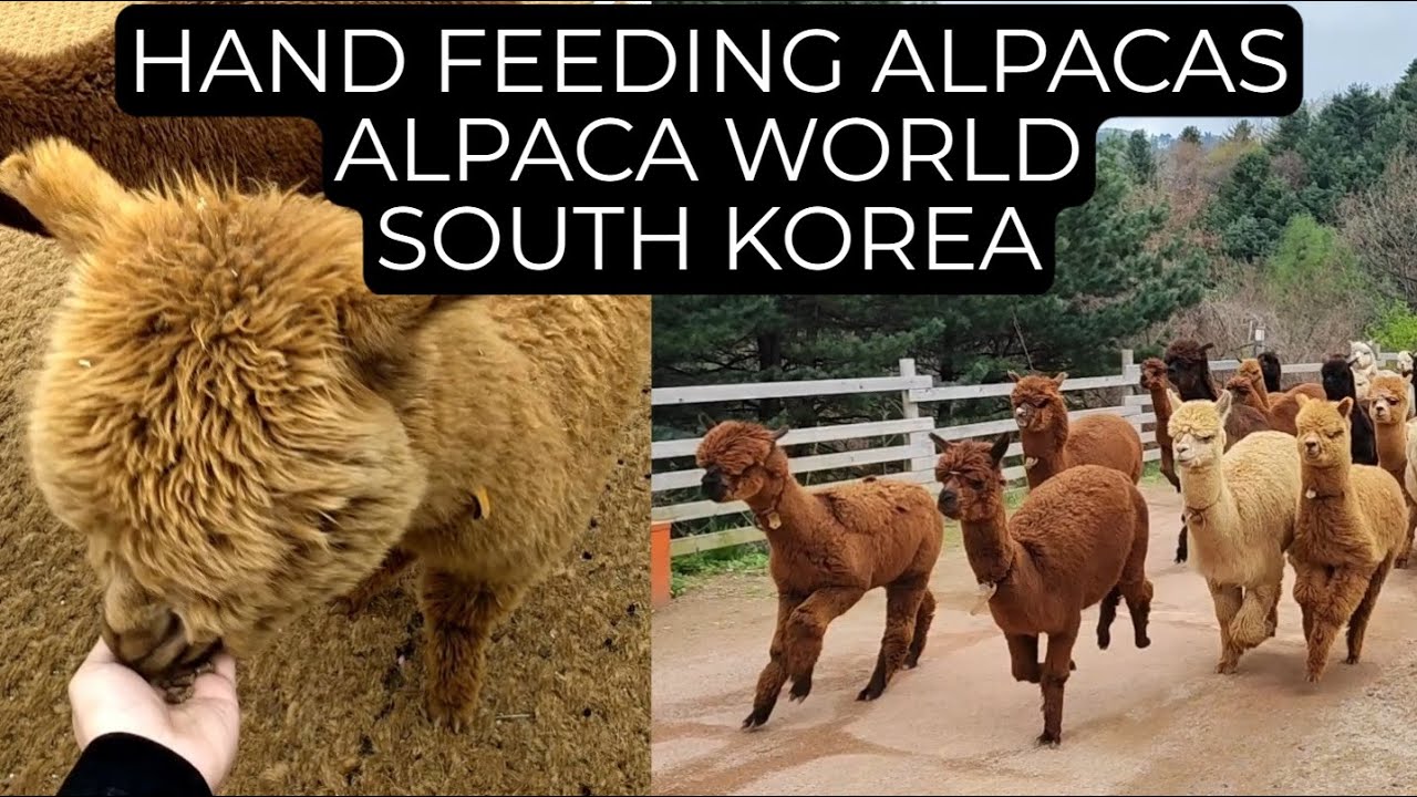 Hand Feeding Alpacas! | Alpaca World | South Korea | Vlog #57