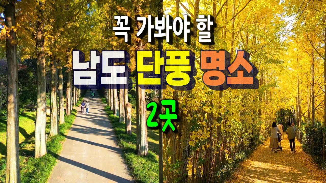 가을에 꼭 찾아야 할 남도 단풍 핫플레이스 2곳 ㅣ 나주 은행나무수목원, 전라남도 산림연구원