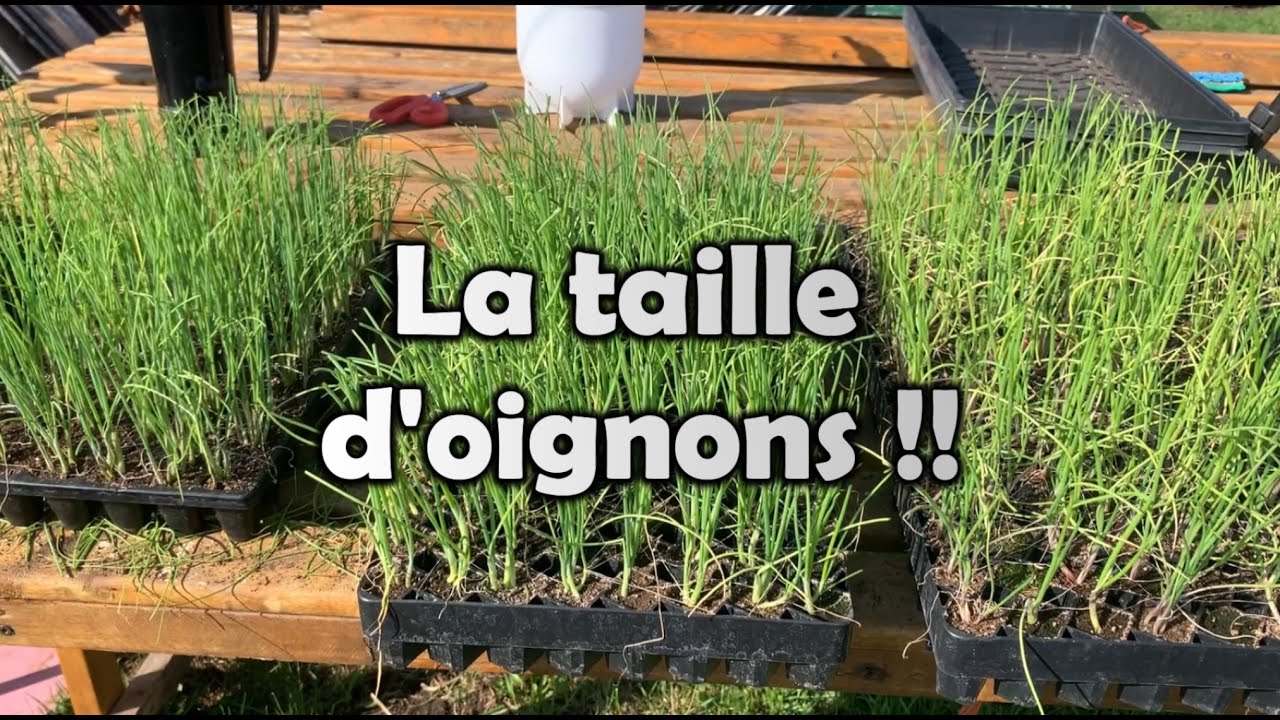 Québec | OIGNONS/OIGNONS VERT | La TAILLE simple et rapide | Trucs et conseils!