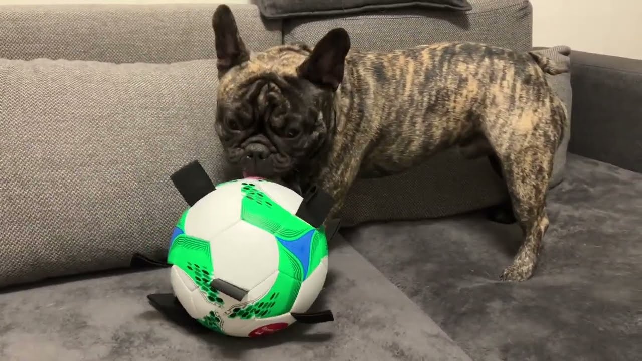 He fights for his new toy - French bulldog