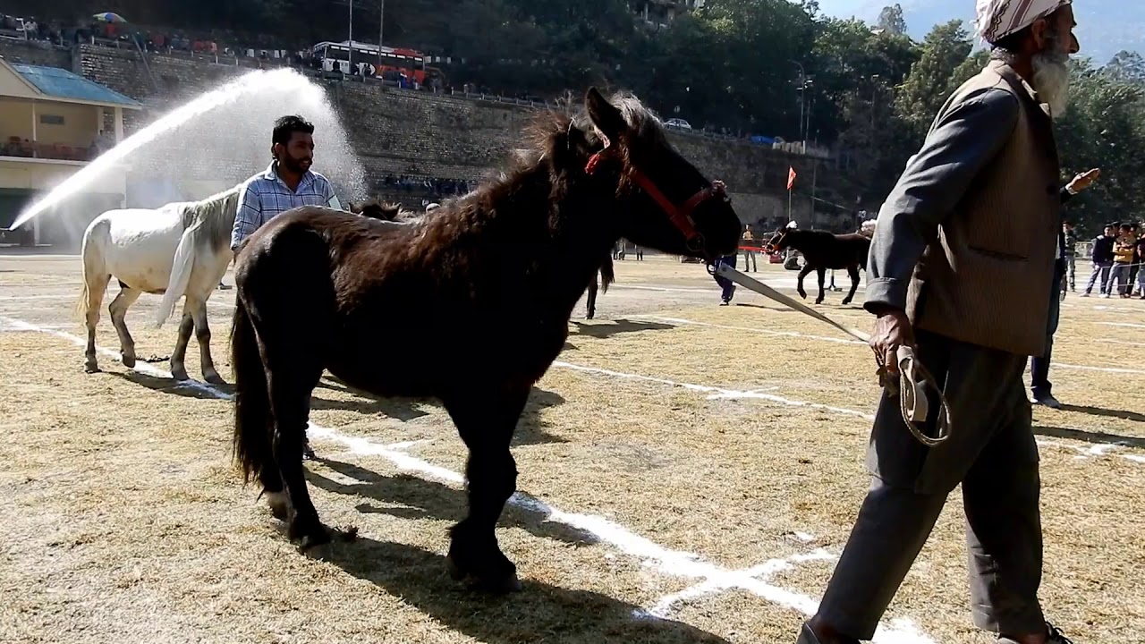 Horse Selection Competition - Rampur Lavi Mela, Shimla || Himachal Pradesh, India