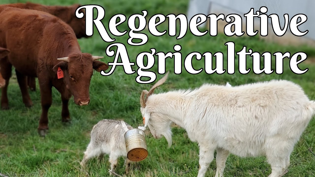 Regenerative Agriculture at Small Axe Farms