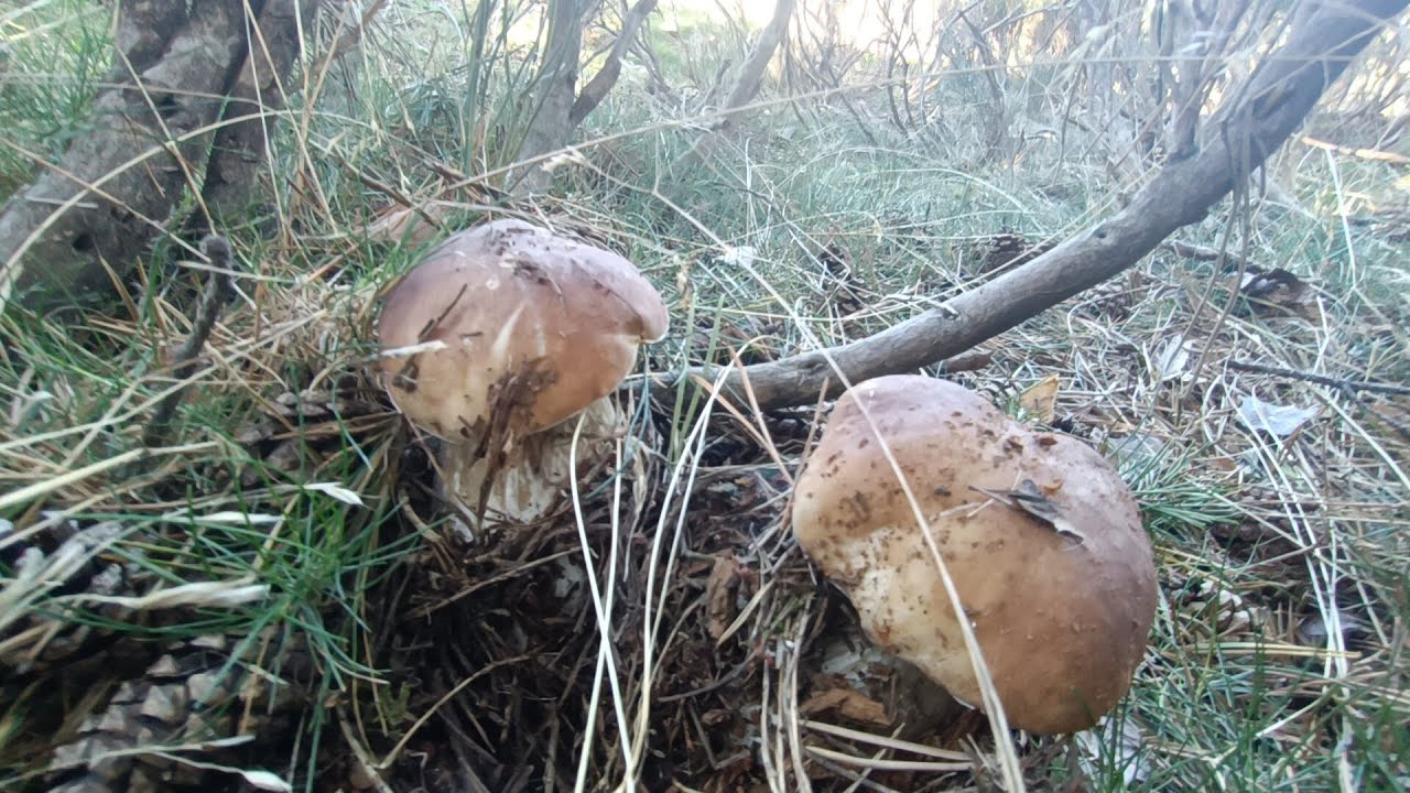 Boletus a montones ¡llenamos la cesta! (edulis, pinicola, aereus y níscalos) Comunidad de Madrid