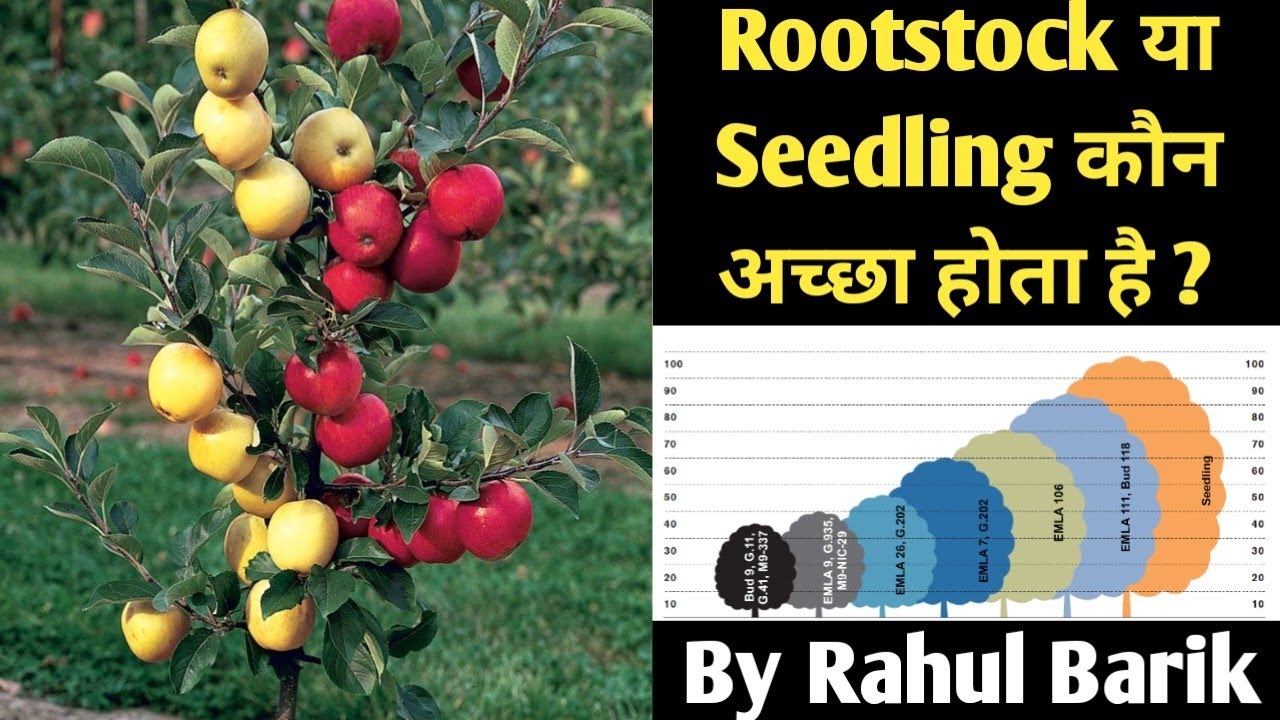 What Is Rootstock l What Is Clonal Rootstock l What Is Seedling Rootstock #rootstock