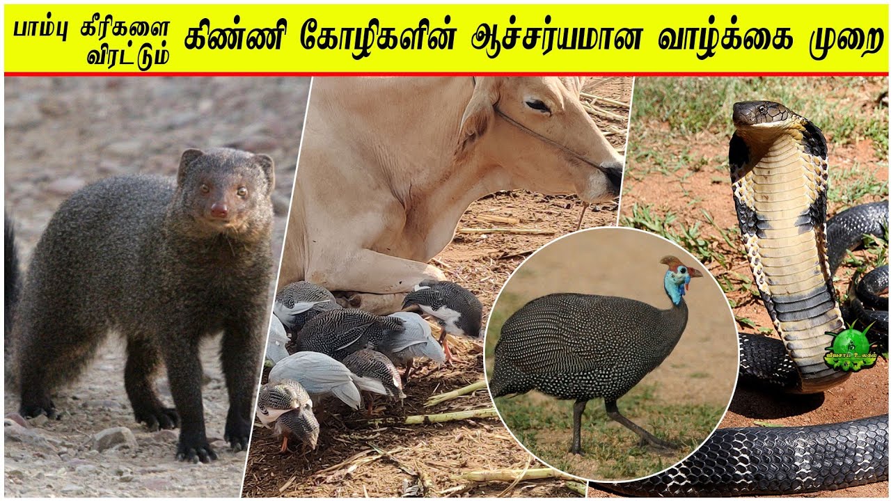 பாம்பு கீரிகளை விரட்டும் கிண்ணி கோழிகளின் ஆச்சர்யமான வாழ்க்கை முறை / Guinea Fowl Farming ??