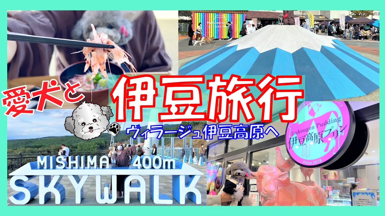 【犬と旅行】大阪～静岡三島・伊豆高原の旅🐩愛犬トルテとおすすめサービスエリアグルメ・観光スポット紹介！【三島スカイウォーク・富士山】vol.1(トイプードルのTorte channel）