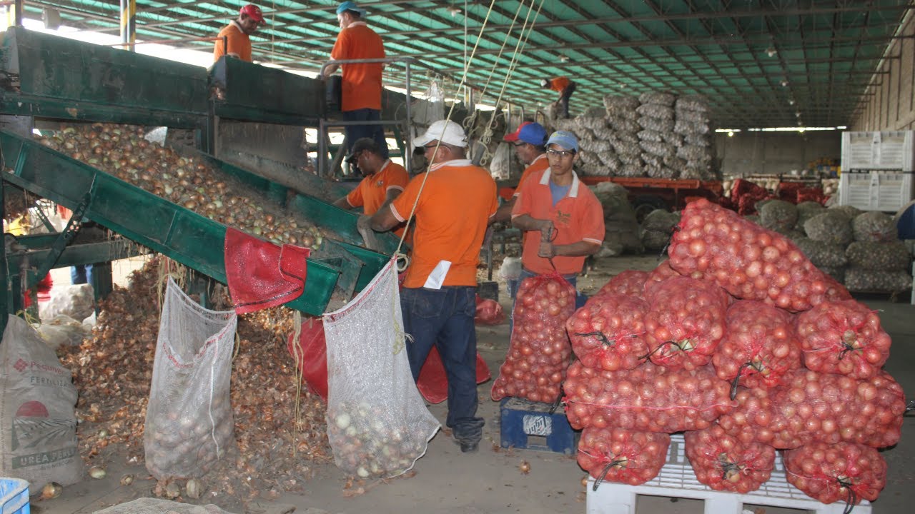 Postcosecha y Limpieza de la Cebolla
