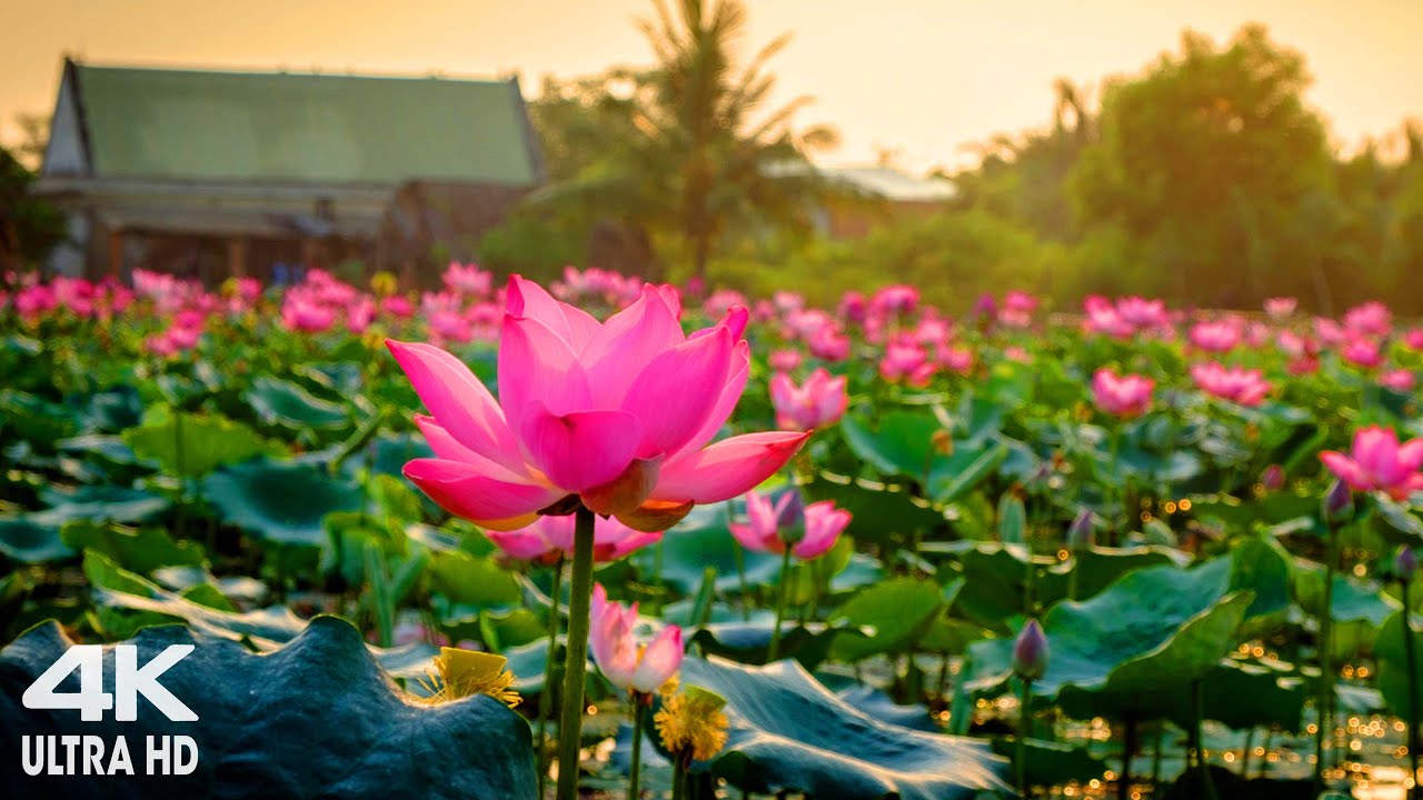 🌄[4K] Beautiful Spring Morning Relaxing Piano Music, Instrumental Music For Meditation Sleep Music