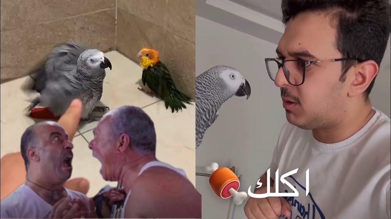 سعيد بن تركي - روشته كوكو قد اروح له فتره ماتروش 😂🤌🏻