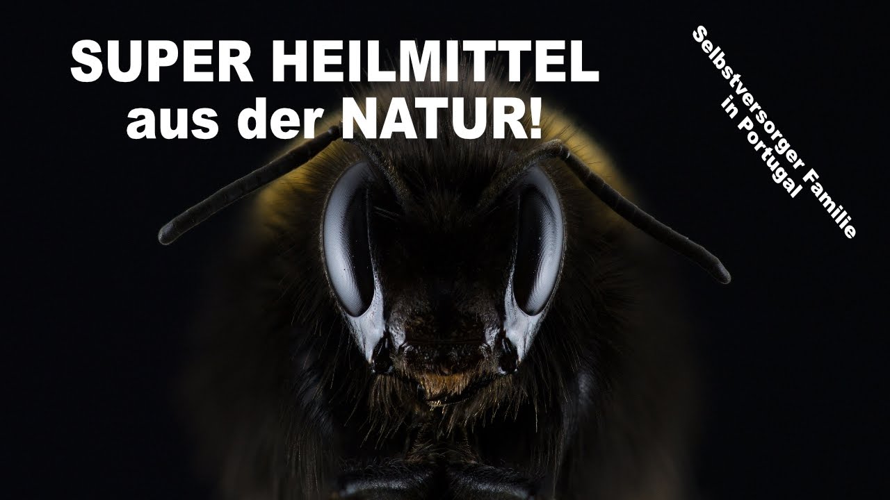 Ein Heilmittel der Natur auf das wir schwören! Propolis Wundermittel!
