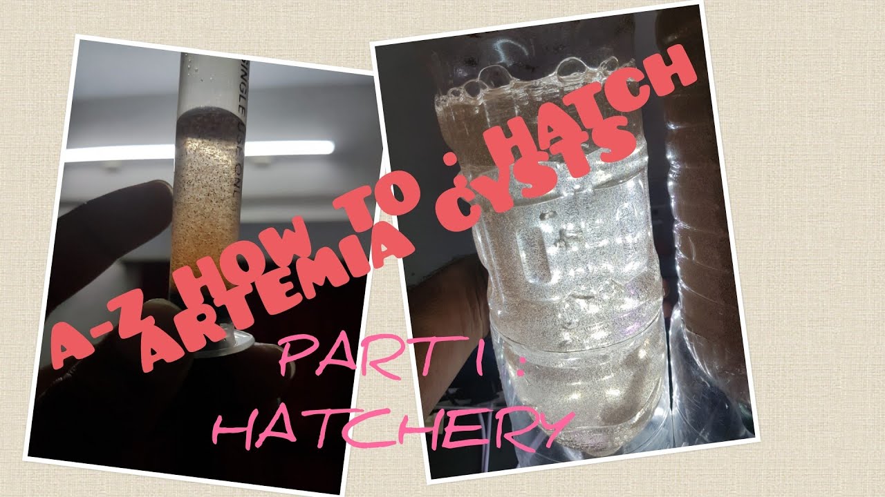 A - Z How to: Hatch Artemia Cysts : Part 1