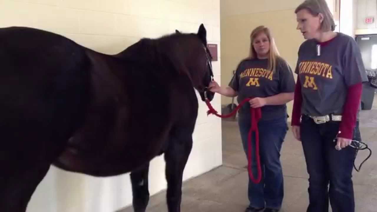 Checking Horse Vital Signs