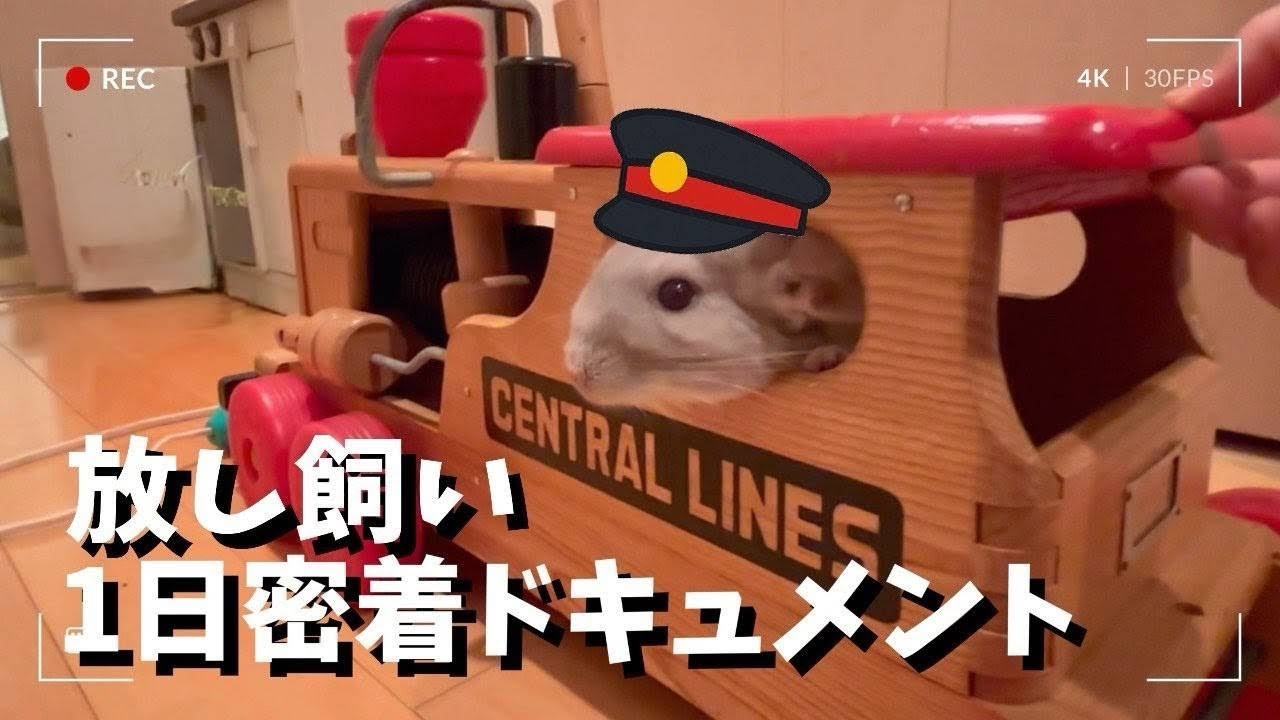 放し飼いのチンチラ1日密着ドキュメント！〜飼い方を参考にしたい人の参考にならない動画です〜