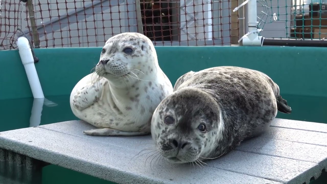 Harbour Seals: Class of 2020