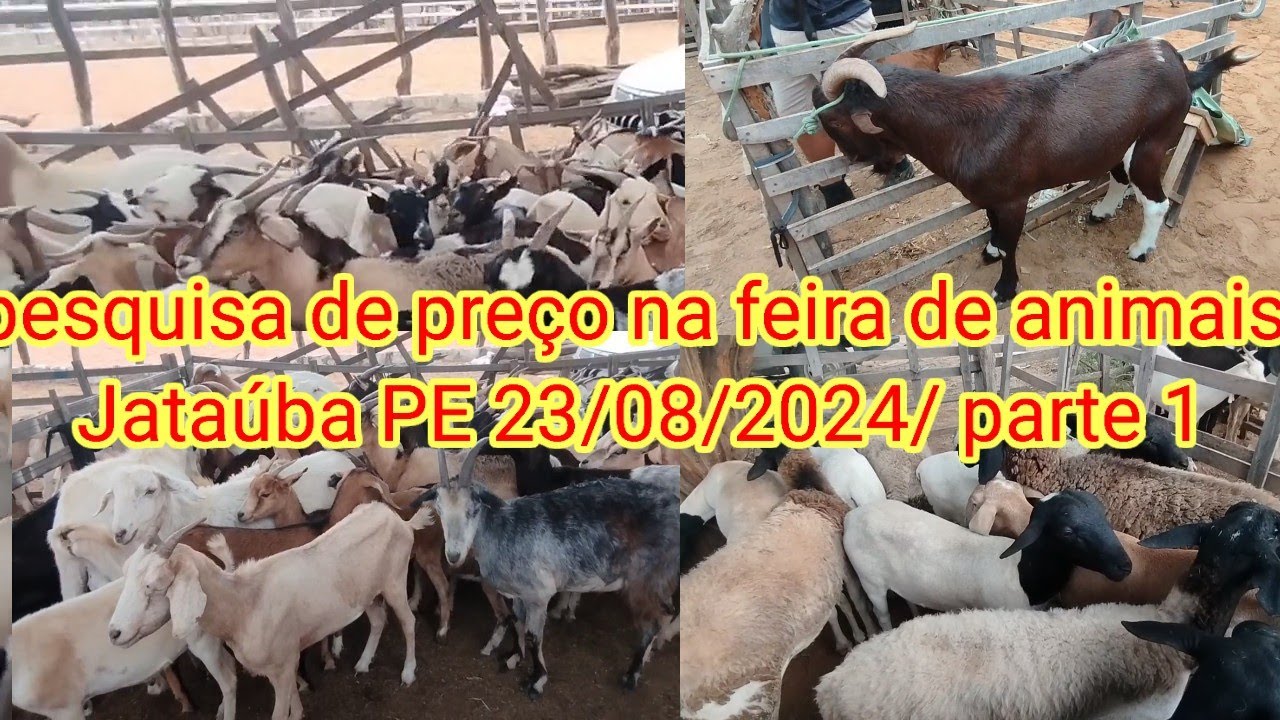 Feira de Caprinos é o vinos de Jataúba PE 23/08/2024/ parte 1