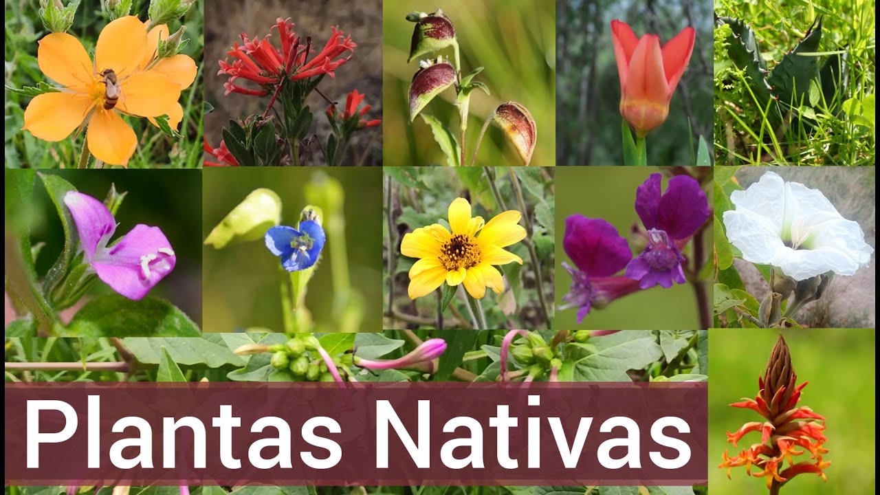 Taller Plantas Nativas del Cerro de la Estrella - Plantas de la Ciudad de México -  Mecuate