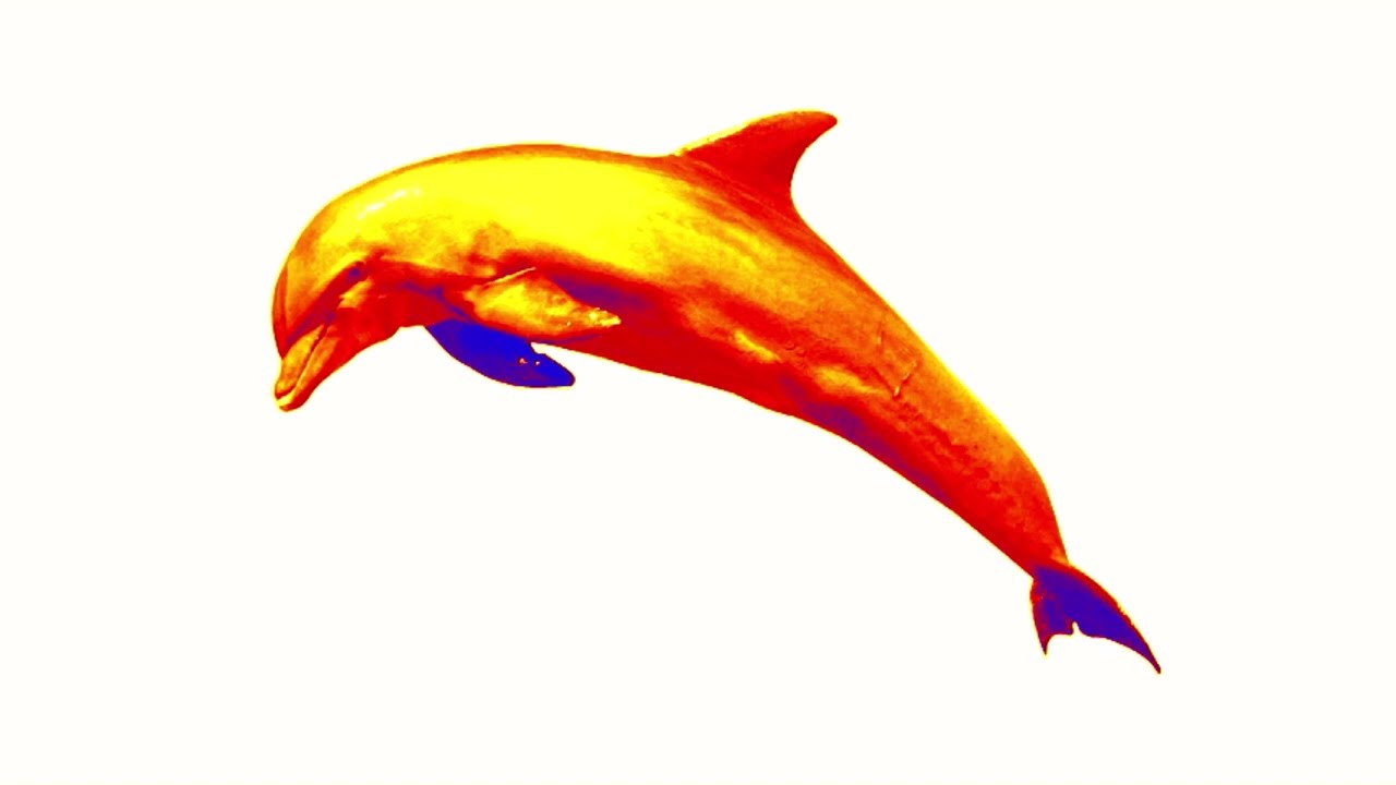 Guess The Animal Aquatic The Dolphin Effects (Sponsored By Bruno Effects)