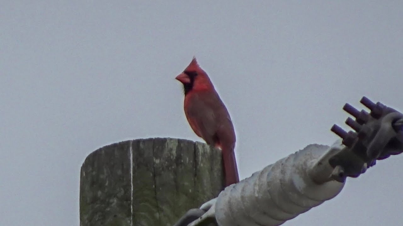 Beautiful Cardinal Singing in the Morning