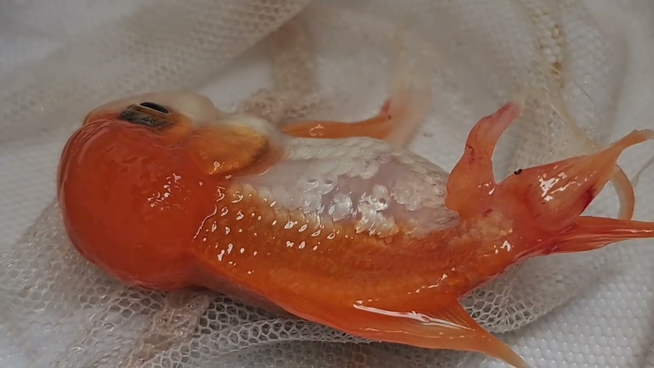 Fish fins falling Down| Redness skin of the fish| oranda fish
