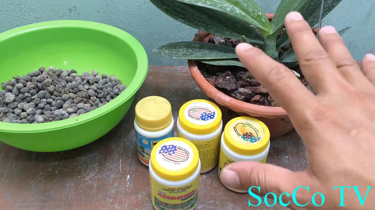 Những Sai Lầm Cần Tránh Khi Bón Phân Cho Lan - Cách Bón Phân Cho Lan Hồ Điệp