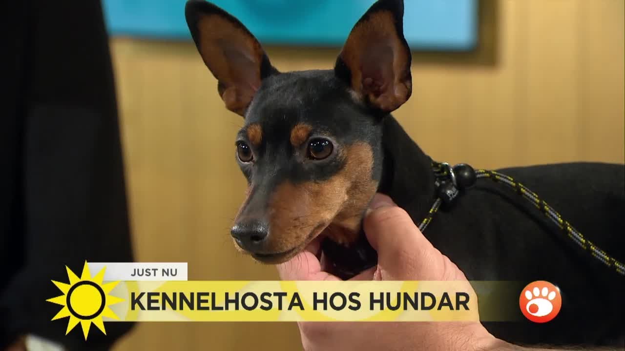 Kennelhosta – ”Hundarna hostar oftast till de kräks och kan få lunginflammation som följd” - Nyhetsm