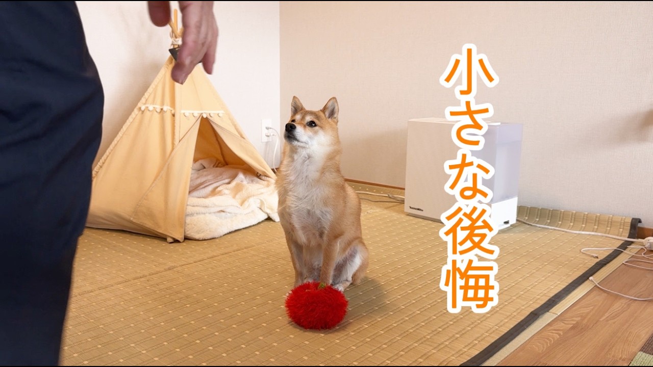 本気になり過ぎた柴犬の小さな後悔