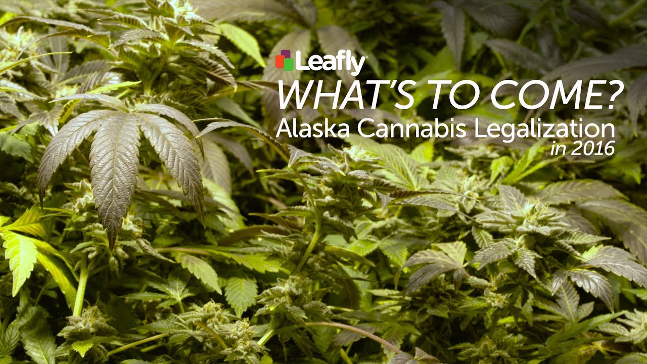 Alaska Cannabis Legalization in 2016: What&rsquo;s to Come?