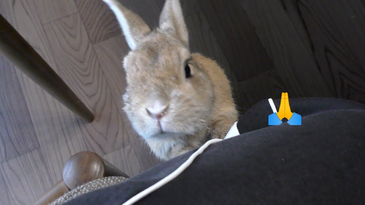 おやつを貰ううさぎ / A rabbit gets snacks (vol.716)