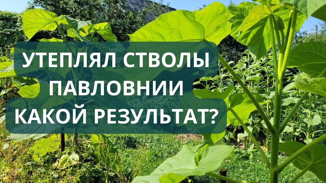 Павловния. Утепление стволов. Результаты