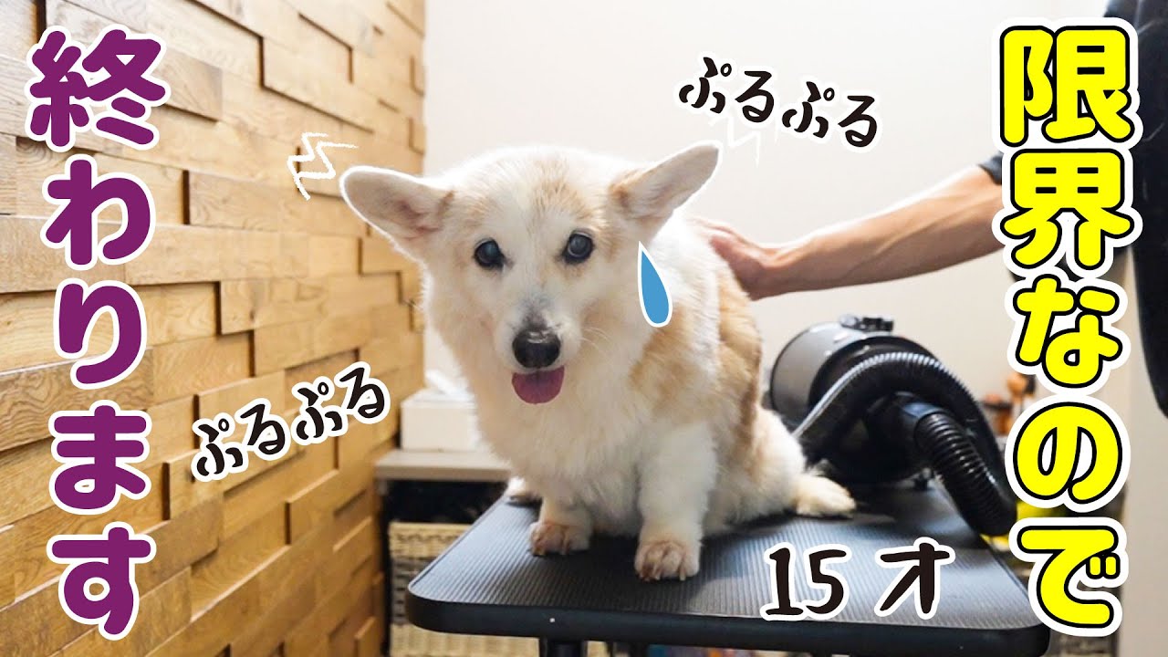 15才、ちょっと厳しかった今年最後の犬洗い