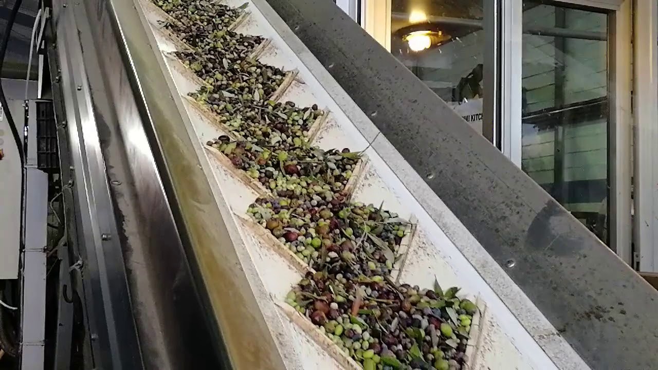 Olive harvest and Olive Oil production 2020 (Limassol, Cyprus)