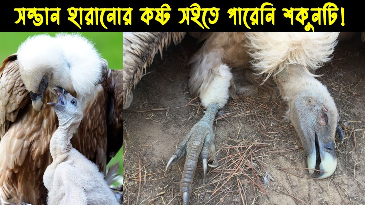 অসহায় এক শকুন ছানার জীবন কাহিনী |Bird Story- 67|The Life Story of Vulture Bird | Vulture Documentary