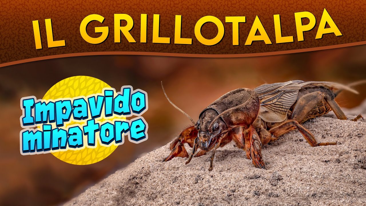 Il Grillotalpa: impavido minatore ► Puntata 185