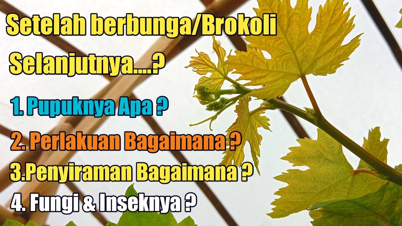 Cara Memupuk Anggur Saat Fase Brokoli & Perlakuan Agar Jadi Buah ❗❗🍇