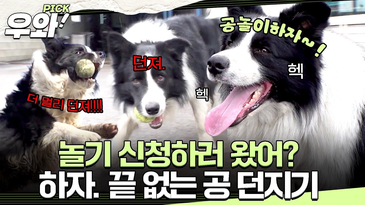 [⭐‍️#우와픽] 공놀이하자. 죽을 때까지 공놀이하고. 지치는 쪽이 개가 되는 걸로(?) 지치지 않는 초코와의 공놀이⚽ #TV동물농장 #우와한비디오 #우와비