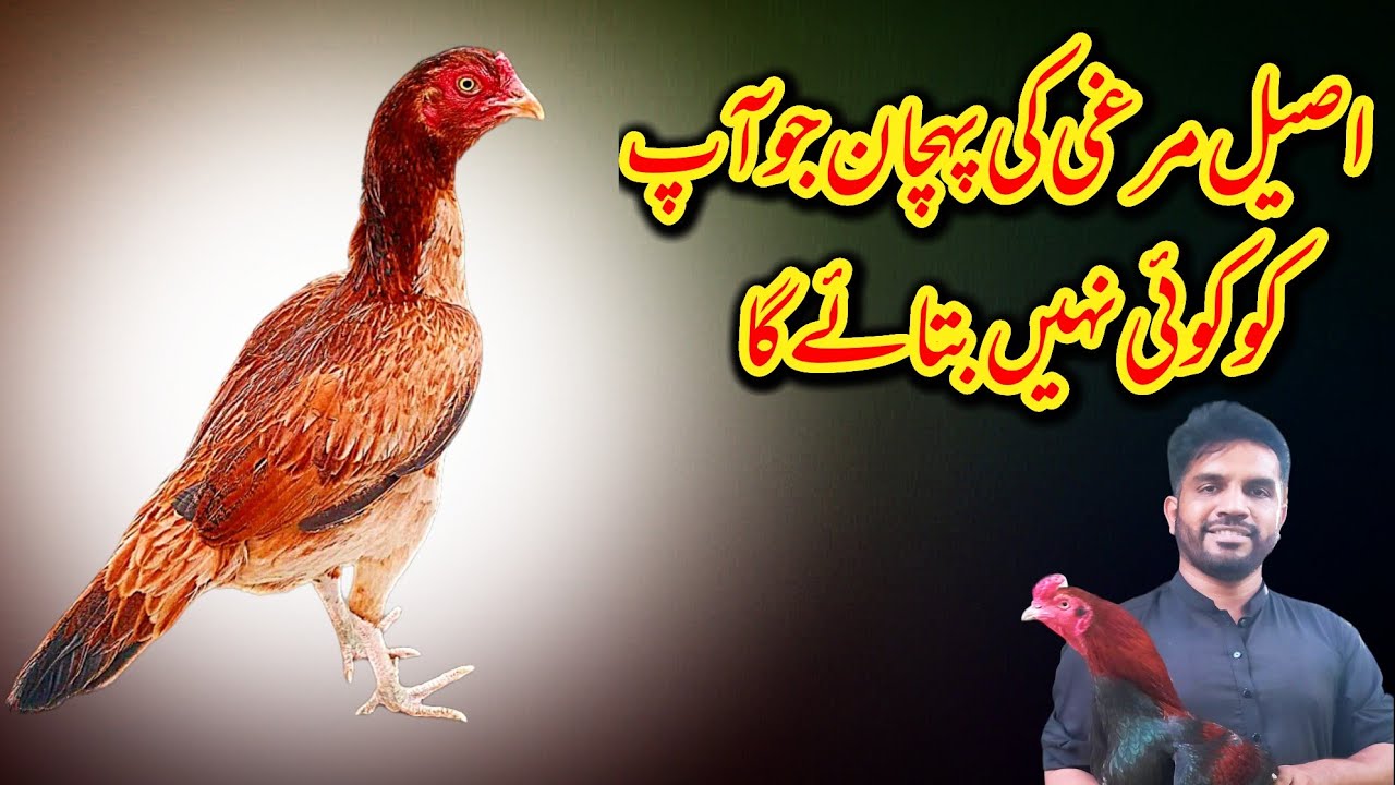 Aseel Murgi ke Pahchan | aseel Madi Ka asalat kai point