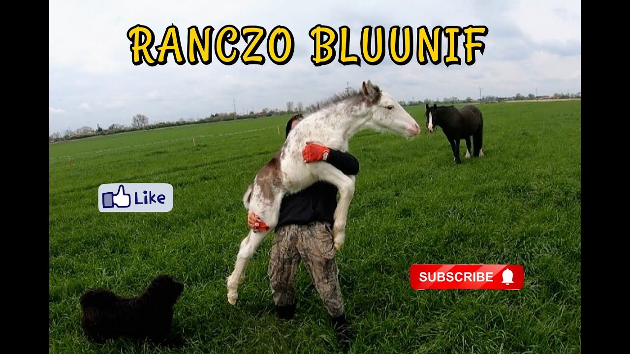 SIŁA MASA MOC KIEBŁASA